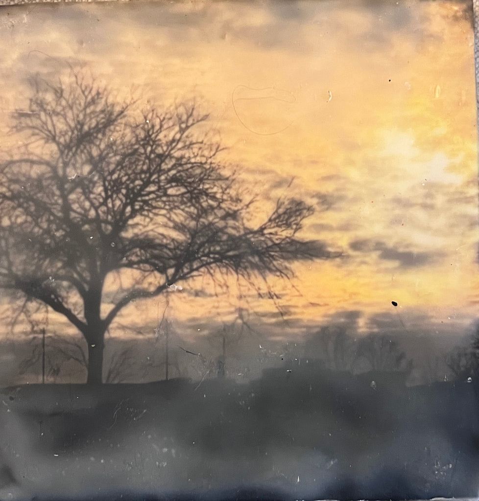 5 x 5 Square EA Misty Sunrise Tree EA 10028